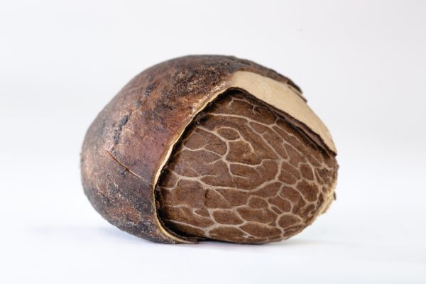 Tagua Watch Kokoe - Image 4